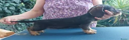 Bassotto cani in vendita: cuccioli bassotto tedesco a pelo duro - Annuncio 3