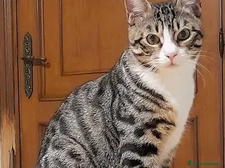 Europeo gatti CARLETTO DOLCISSIMO - Annuncio 9