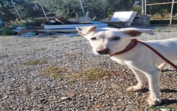 Meticcio cani in regalo: XENA cucciola amorevole - Immagine 4