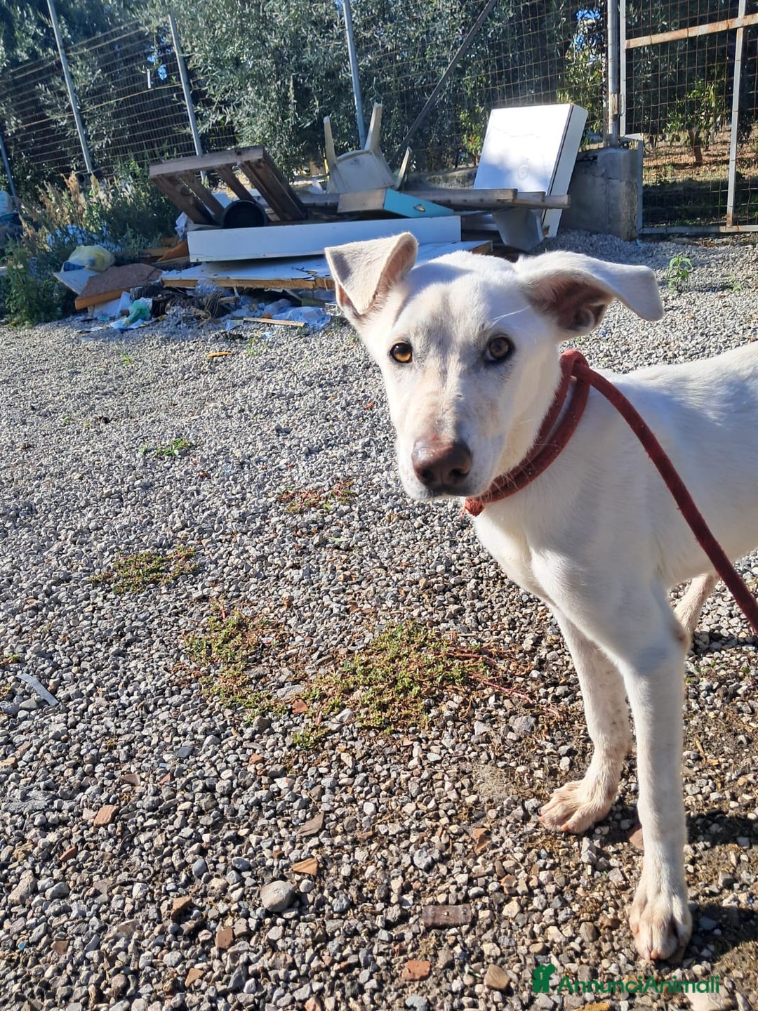 Meticcio cani in regalo: XENA cucciola amorevole - Annuncio 4