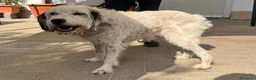 Meticcio cani in regalo: BIANCO TENERO SPINONE - Annuncio 3
