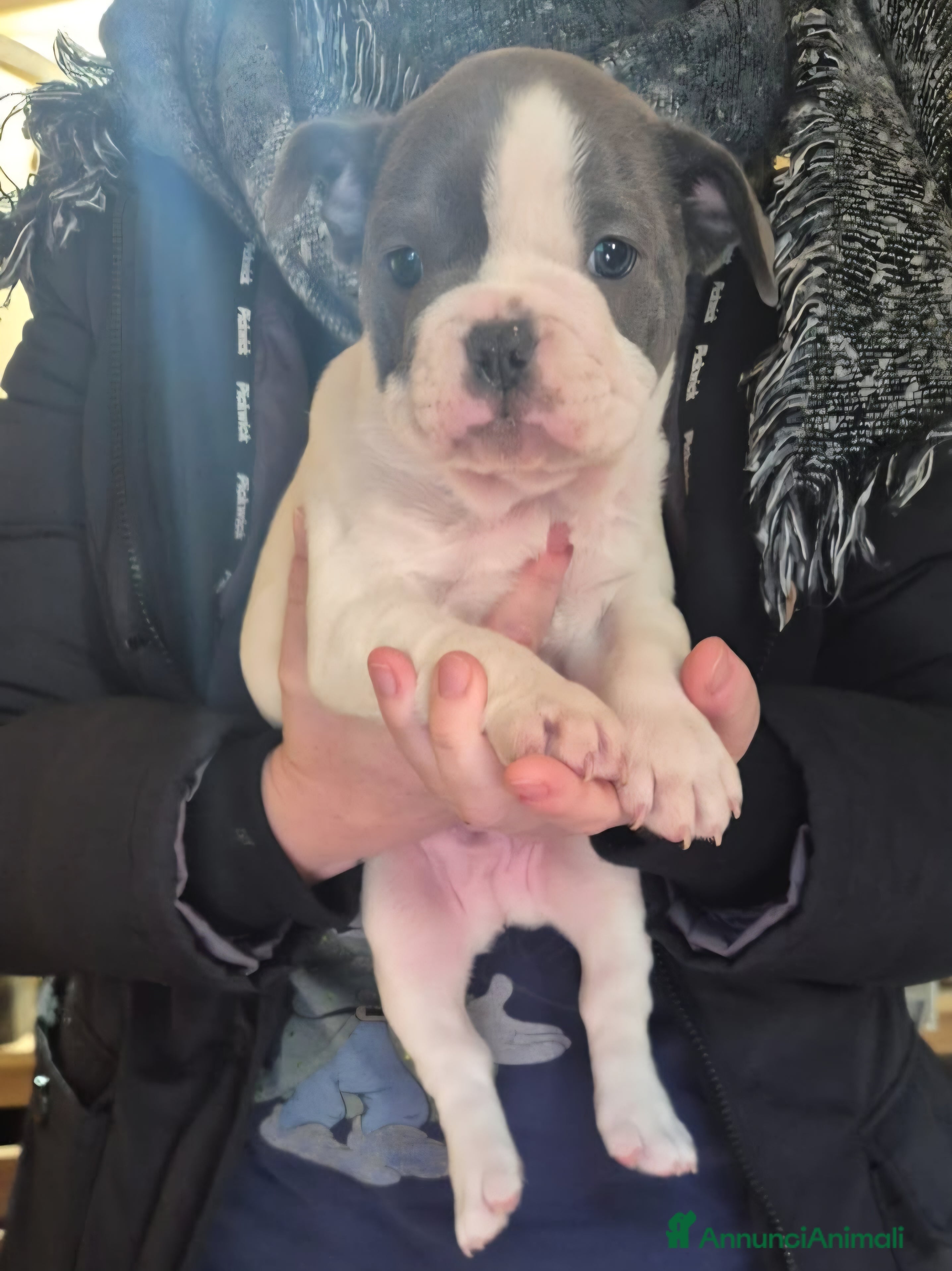 Bulldog Francese cani Bouledogue francese - Annuncio 2