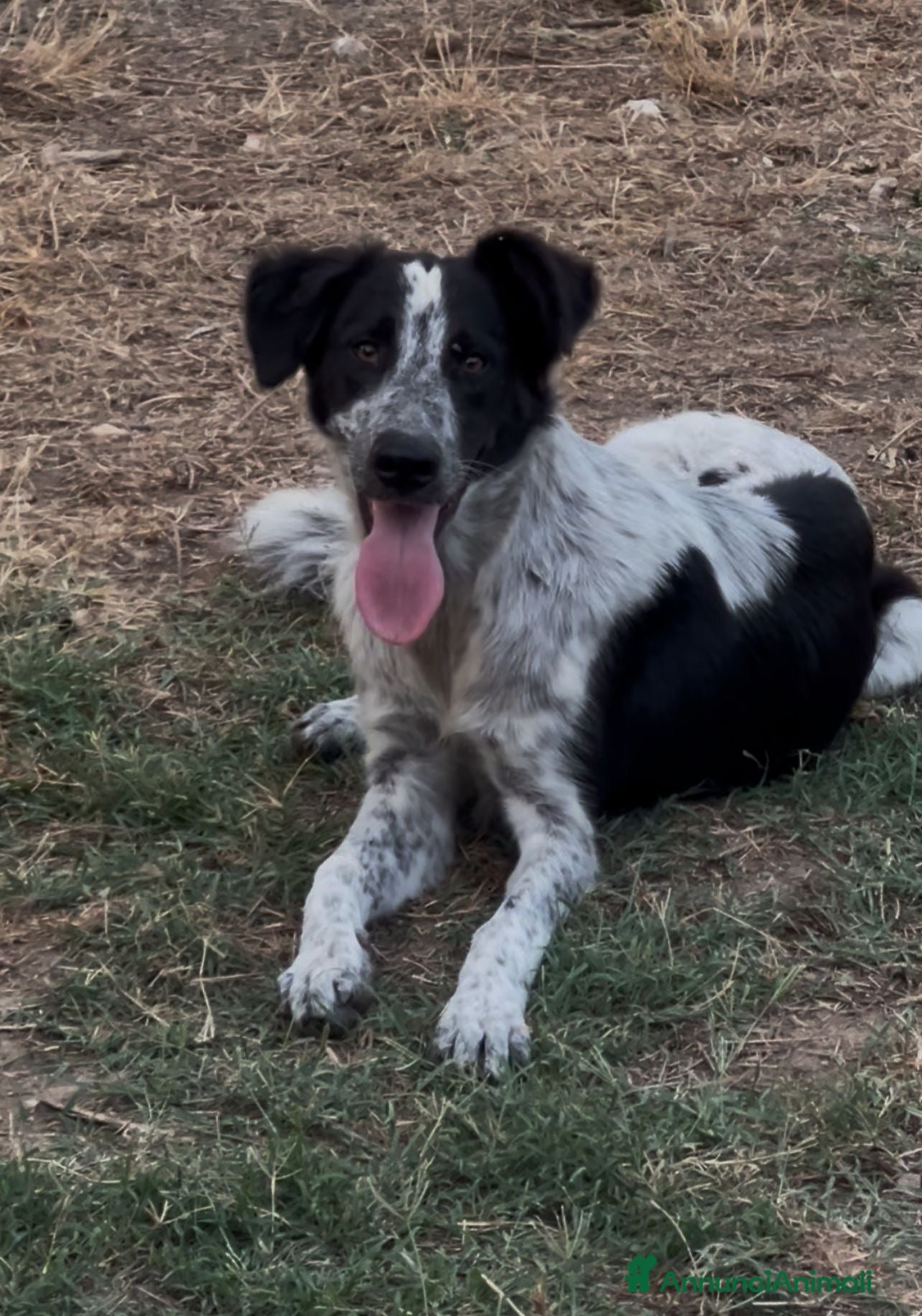 Meticcio cani SERENA 🩷 -cucciola timida ma dolce. Datele una 🏡 - Annuncio 30