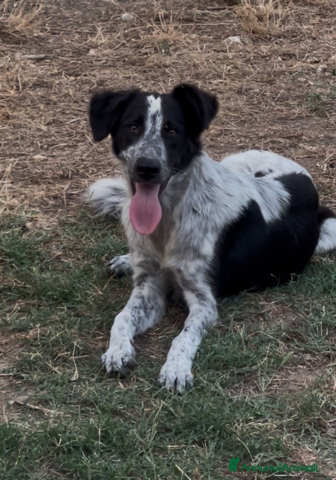 Meticcio cani in regalo: SERENA 🩷 -cucciola timida ma dolce. Datele una 🏡 - Annuncio 1