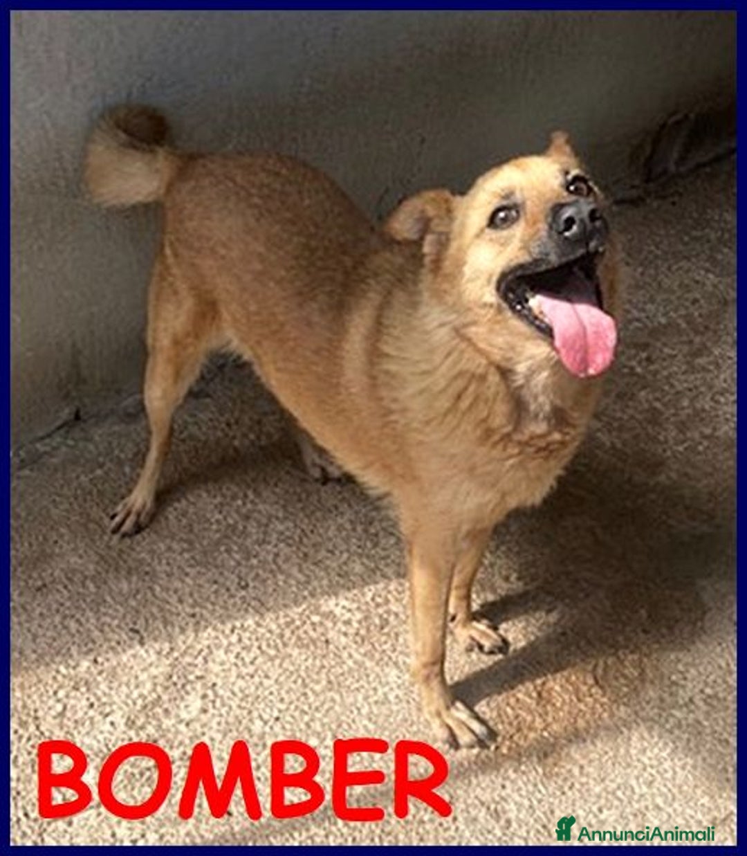 Meticcio cani in regalo: BOMBER simpatico con tanta voglia di coccole - Annuncio 3