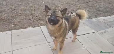 Shiba Inu cani in vendita: Shiba inu cucciolone - Annuncio 3