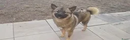 Shiba Inu cani in vendita: Shiba inu cucciolone - Annuncio 1