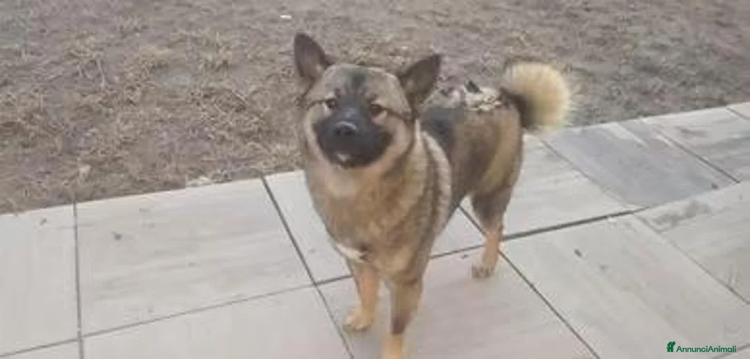 Shiba Inu cani in vendita: Shiba inu cucciolone - Annuncio 1