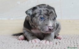American Bully cani in vendita: Cuccioli American Bully XXL  a Provincia di Lecco - Immagine 9