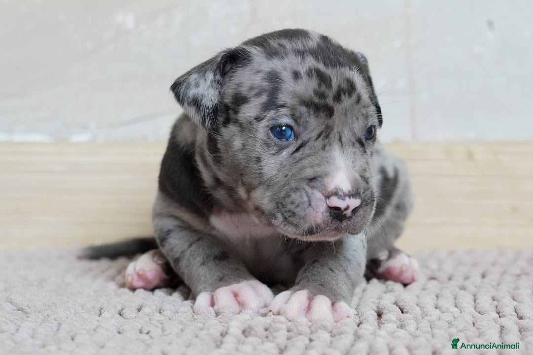 American Bully cani in vendita: Cuccioli American Bully XXL  a Provincia di Lecco - Immagine 9