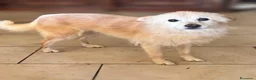 Meticcio cani in regalo: Cindy tenera cagnolina  taglia piccola - Annuncio 1