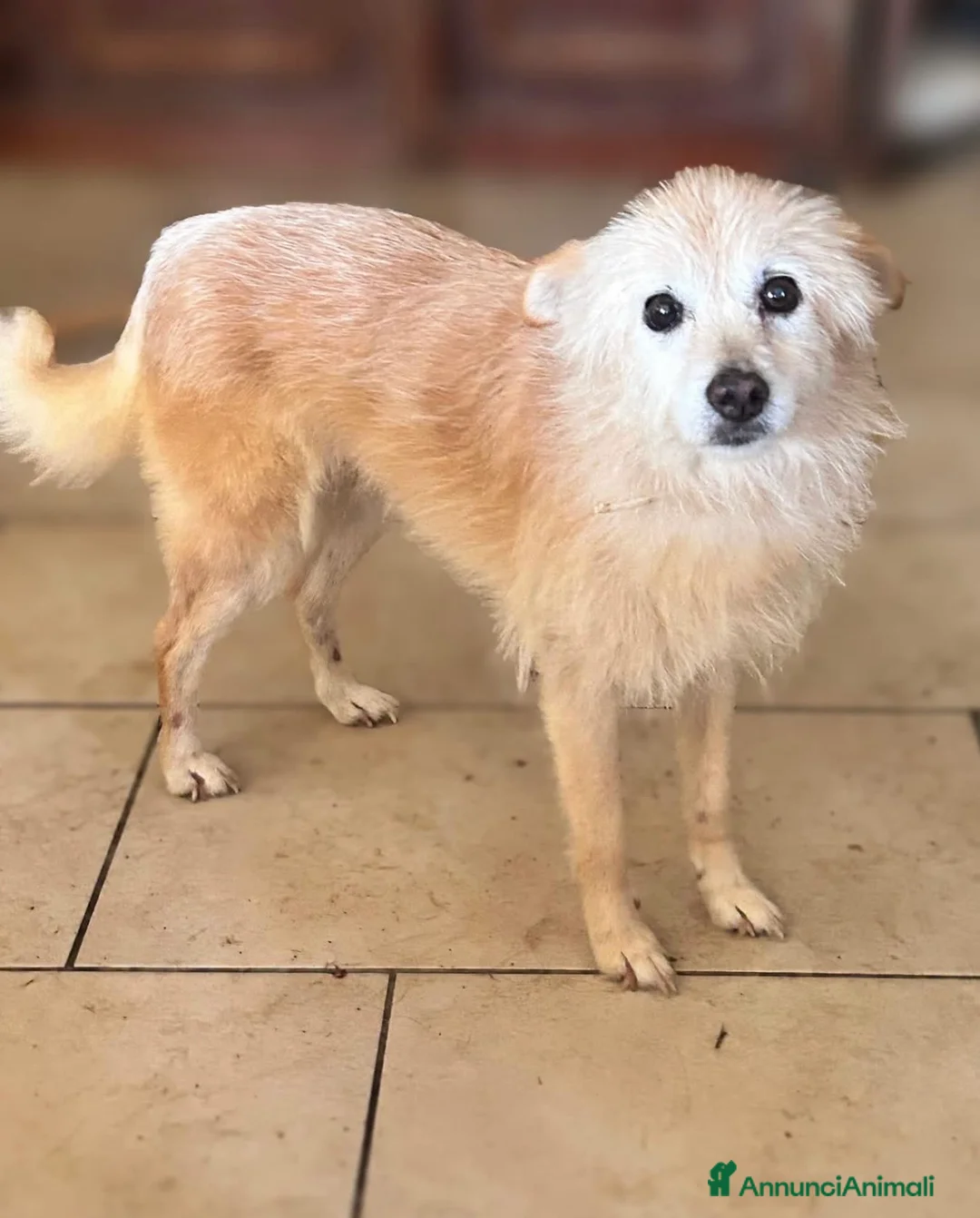 Meticcio cani in regalo: Cindy tenera cagnolina  taglia piccola - Annuncio 1