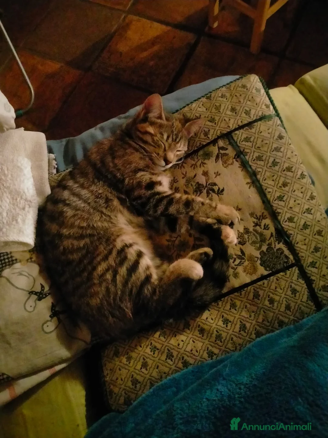 Meticcio gatti in regalo: Micia affettuosa cerca casa - Annuncio 2