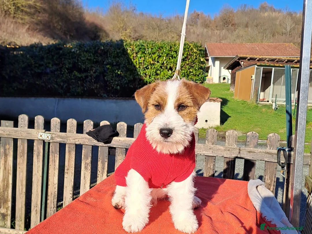 Jack Russell cani in vendita: Cucciol0 Jack ruvid0 - Annuncio 16