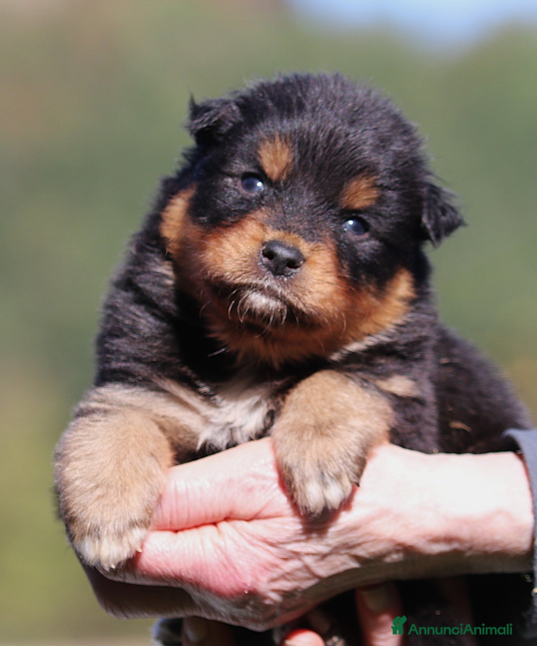 Australian Shepherd cani in vendita: PAstori Australiani cuccioli-Biancaneve e i 6 Nani - Annuncio 17