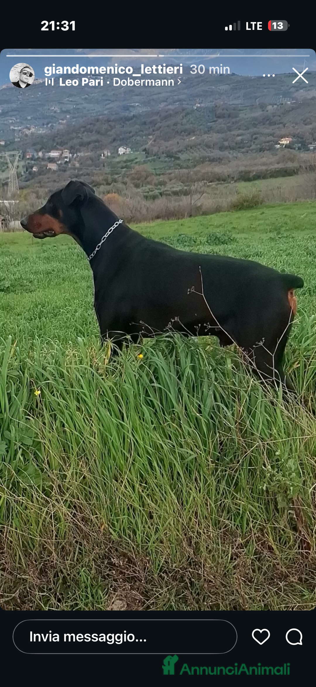 Dobermann cani in vendita: Cuccioli di dobermann - Annuncio 2