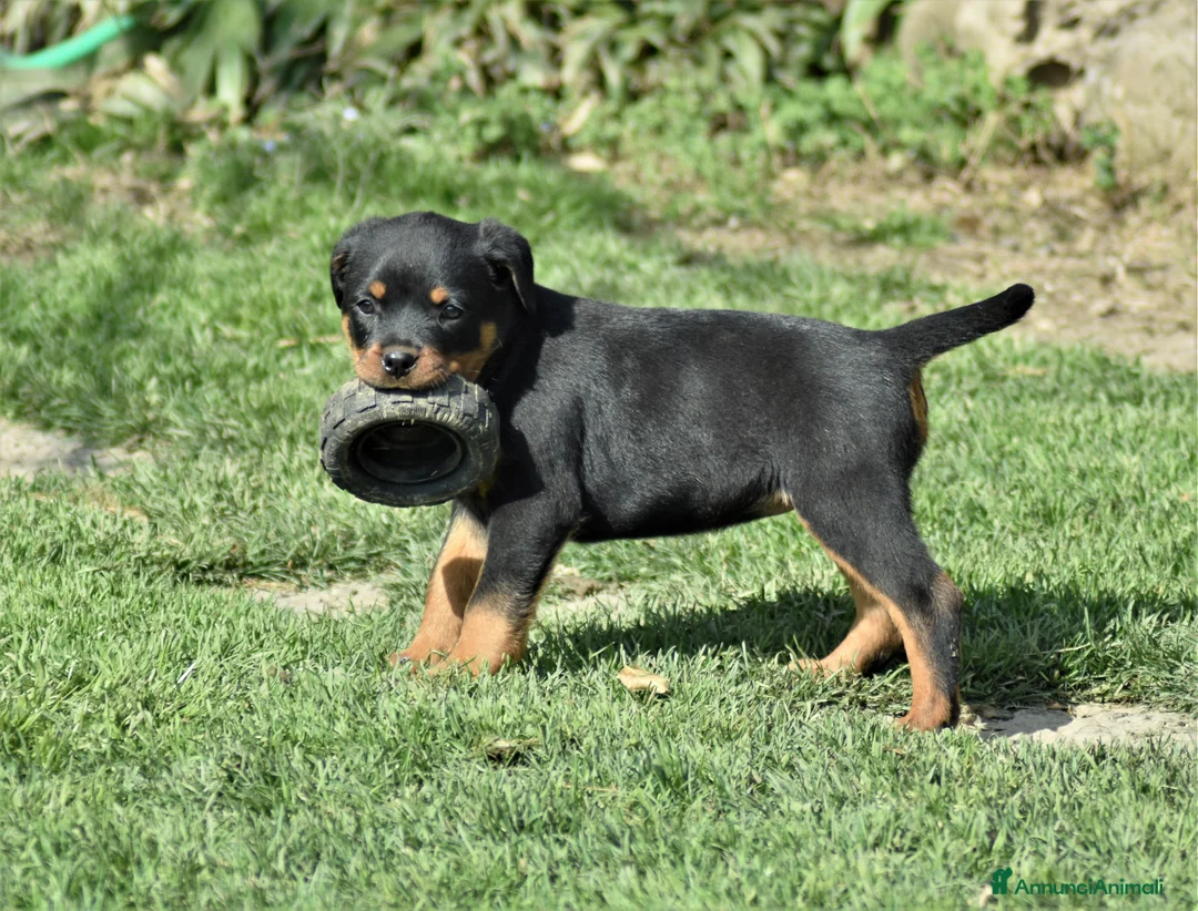 Rottweiler cani in vendita: CUCCIOLI ROTTWEILER CON PEDEGREE - Annuncio 2