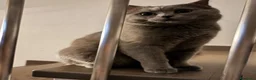 Scottish gatti per accoppiamento: Scottish Straight grigio per monta - Annuncio 3