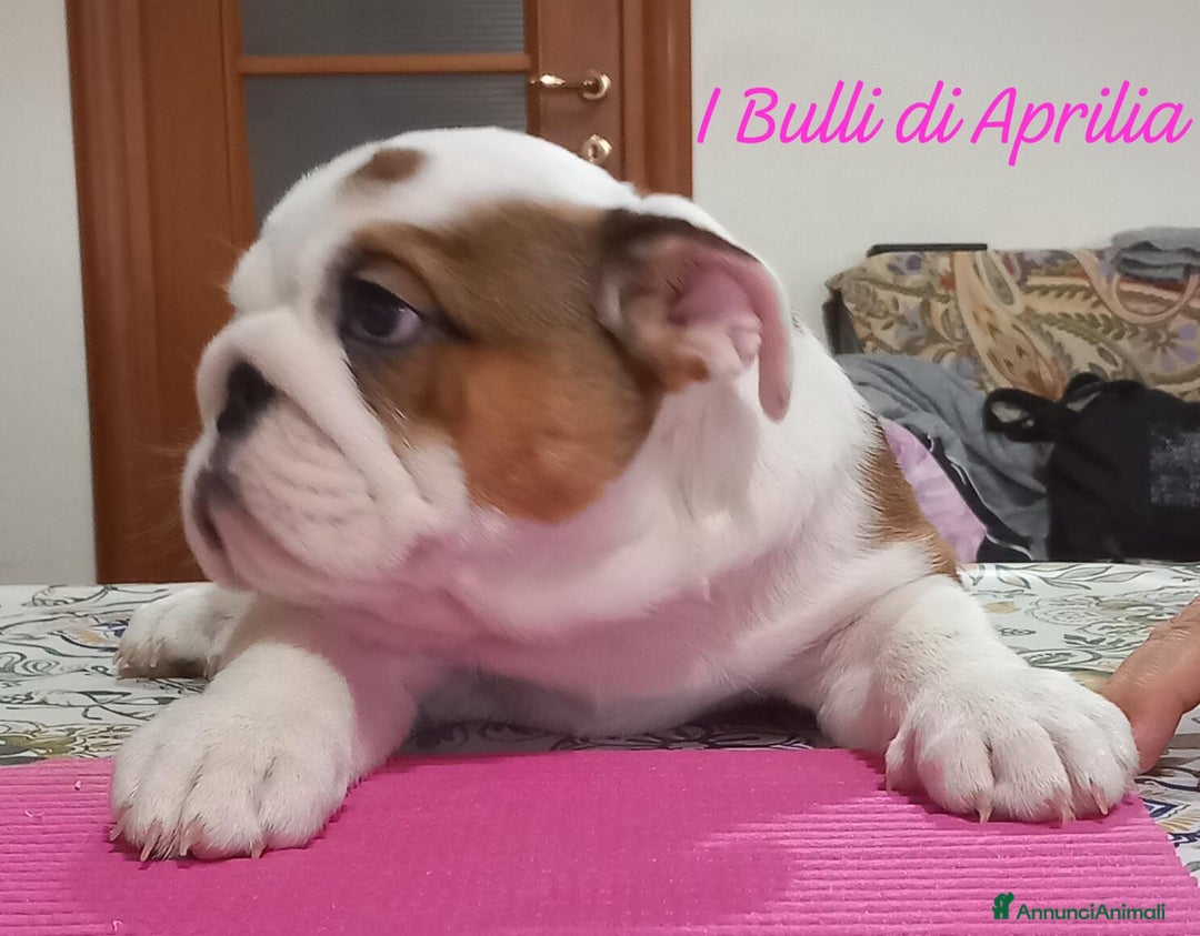 Bulldog cani in vendita: BULLDOG INGLESE  - Annuncio 2