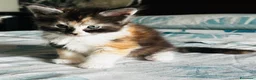 Maine Coon gatti in vendita: Maine Coon con pedigree  - Annuncio 10