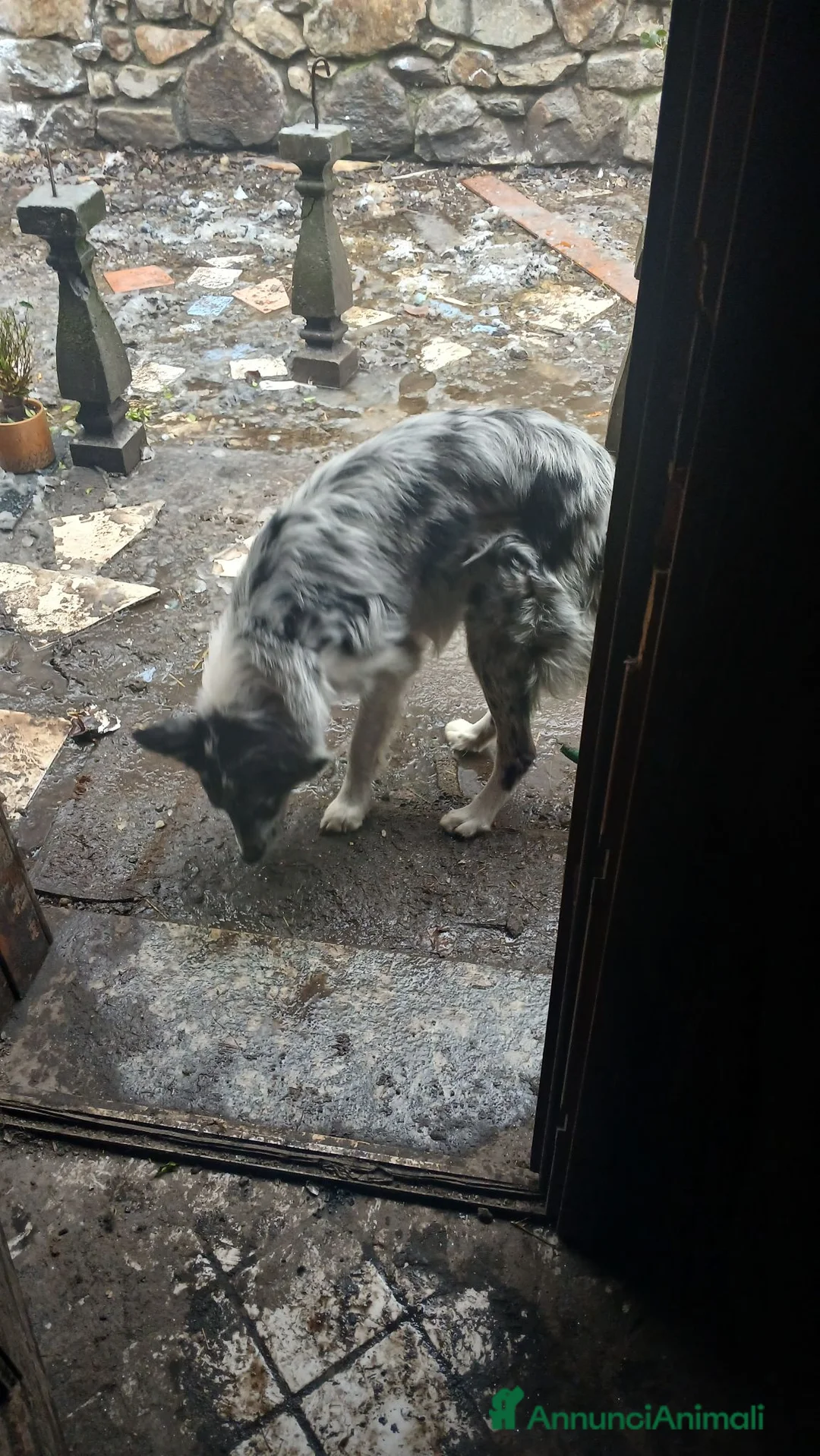 Meticcio cani in vendita: cuccioli su prenotazione - Annuncio 2