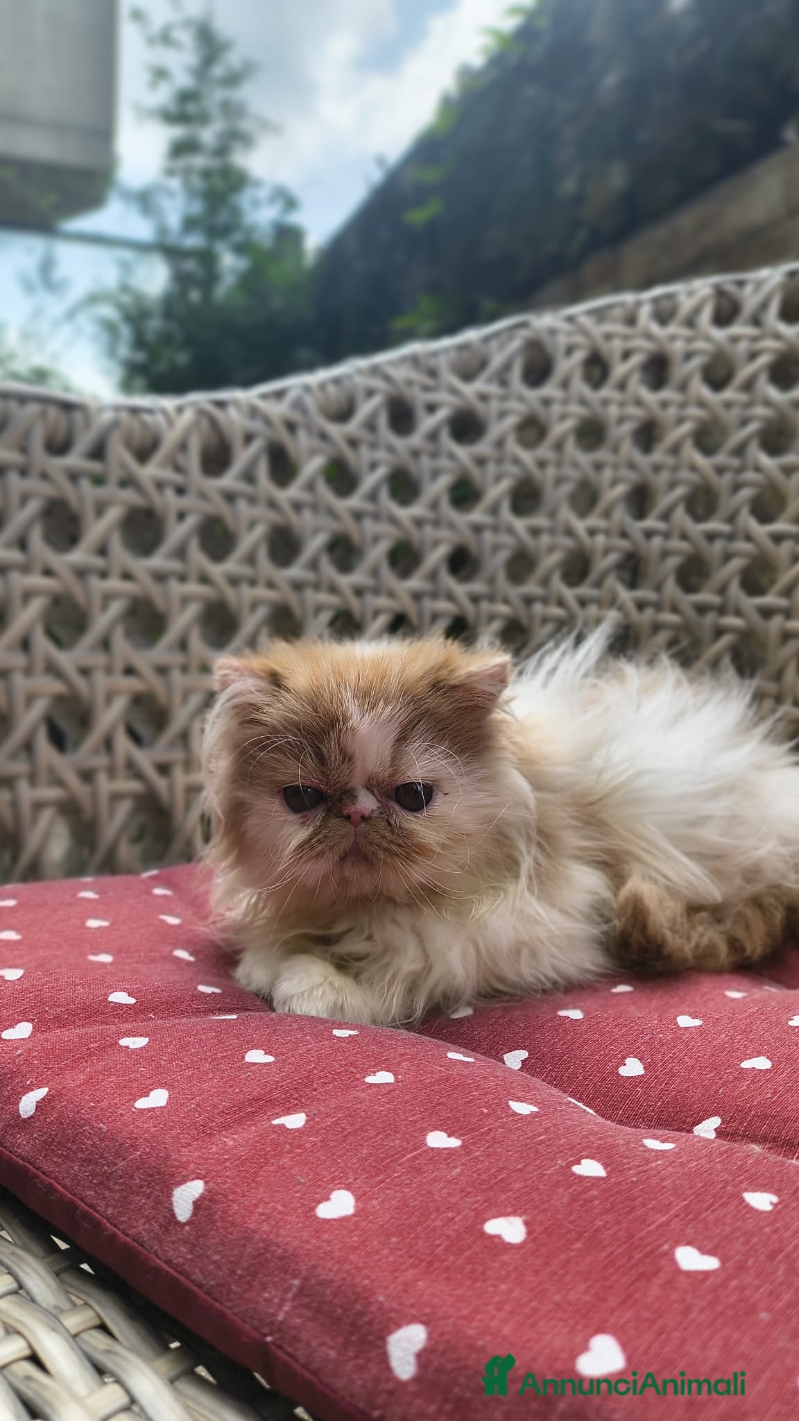 Persiano gatti Cuccioli di persiano e exotic  - Annuncio 1