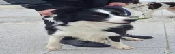 Border Collie cani in regalo: GIOTTO💙-Border Collie meraviglioso cerca casa🙏🏻 - Annuncio 4