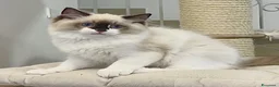 Ragdoll gatti in vendita: Super maschietto dal look “orsacchiotto”, pedigree a Città metropolitana di Roma Capitale - Annuncio 5