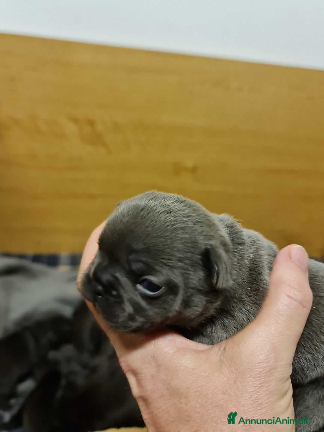 Bulldog Francese cani in vendita: BULLDOG FRANCESI CUCCIOLI allevati personalmente - Annuncio 7