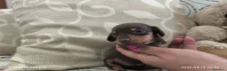 Bassotto cani in vendita: Bassotto tedesco femmina  - Annuncio 4