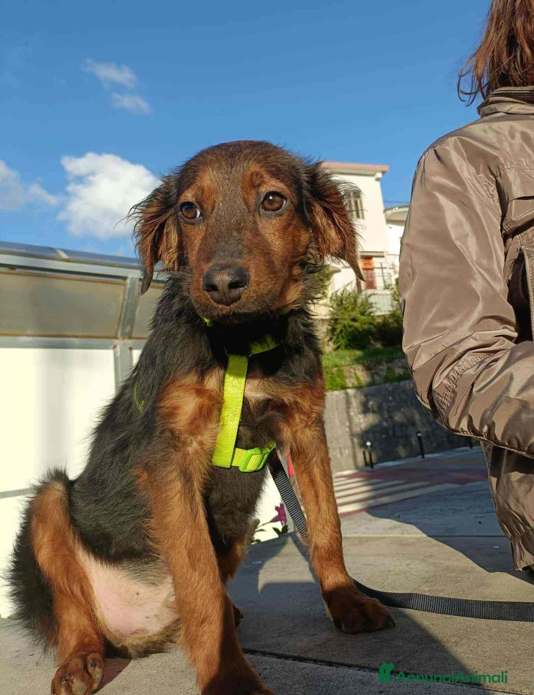 Meticcio cani in regalo: ALBANO, timido cucciolino TAGLIA PICCOLA! - Annuncio 6
