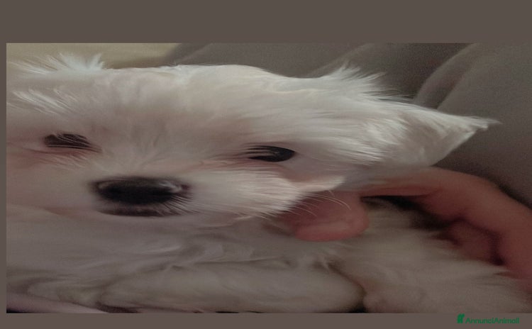 Maltese cani a Provincia di Bergamo - Annuncio 3