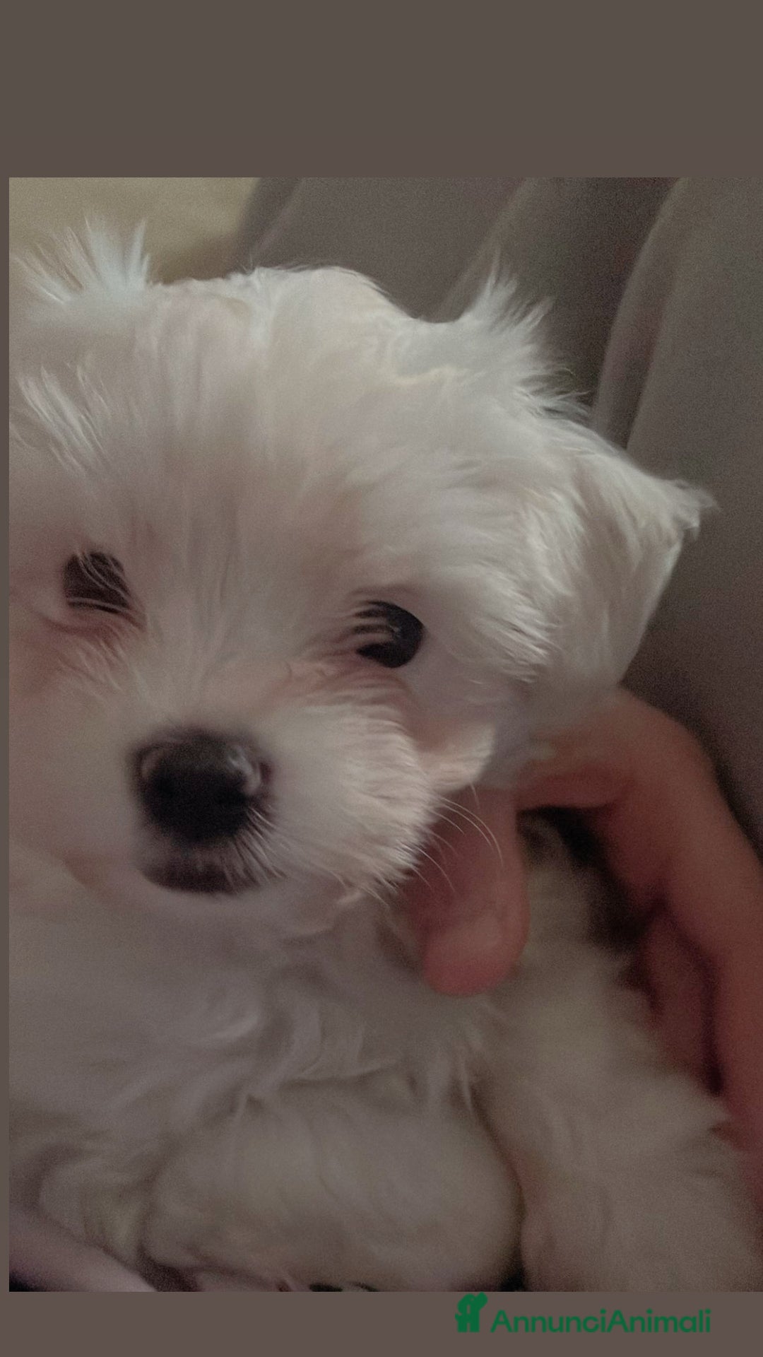 Maltese cani in vendita: Maltese Toy  a Provincia di Bergamo - Immagine 1