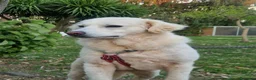 Meticcio cani in regalo: Fatima è tutto ciò che cerchi - Annuncio 14
