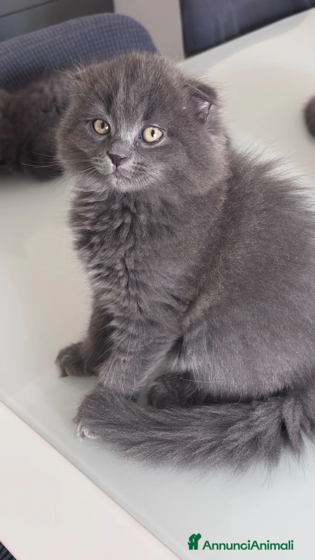 Scottish gatti in vendita: Cucciola di scottish fold - Annuncio 2