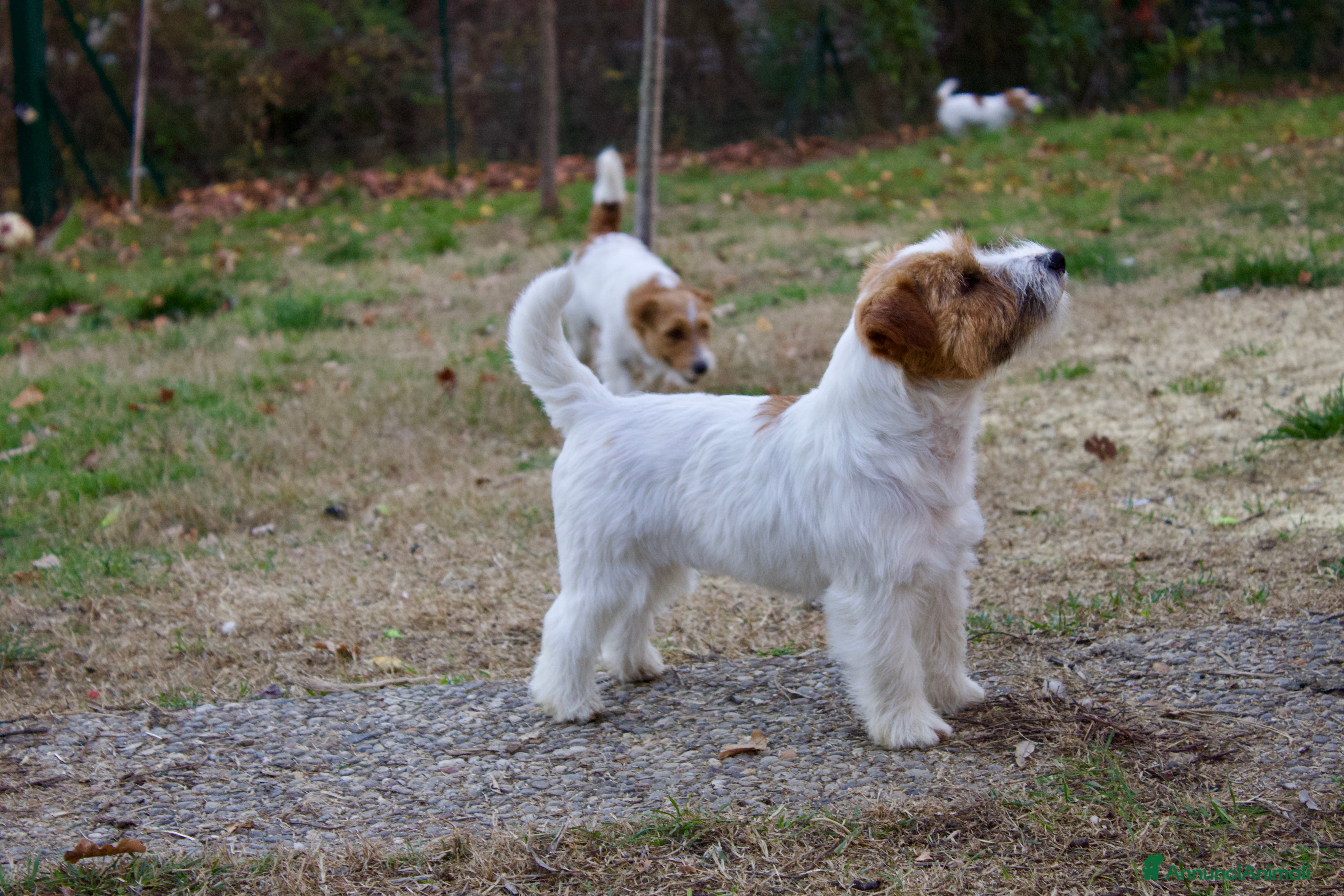 Jack Russell cani Jack Russell con pedigree per accoppiamento  - Annuncio 2