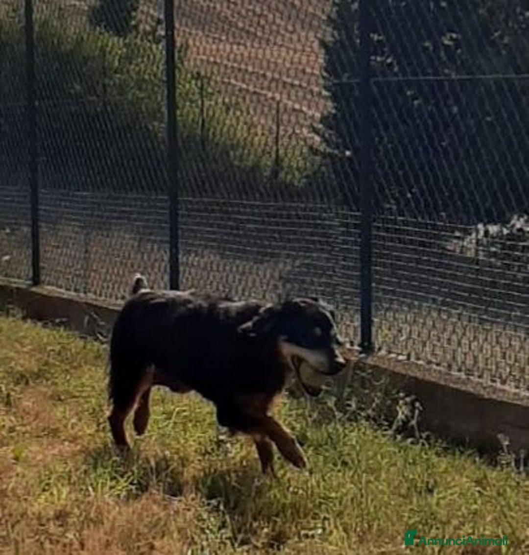 Segugio cani in regalo: FRITZ 5-6anni dolce segugio! - Immagine 3