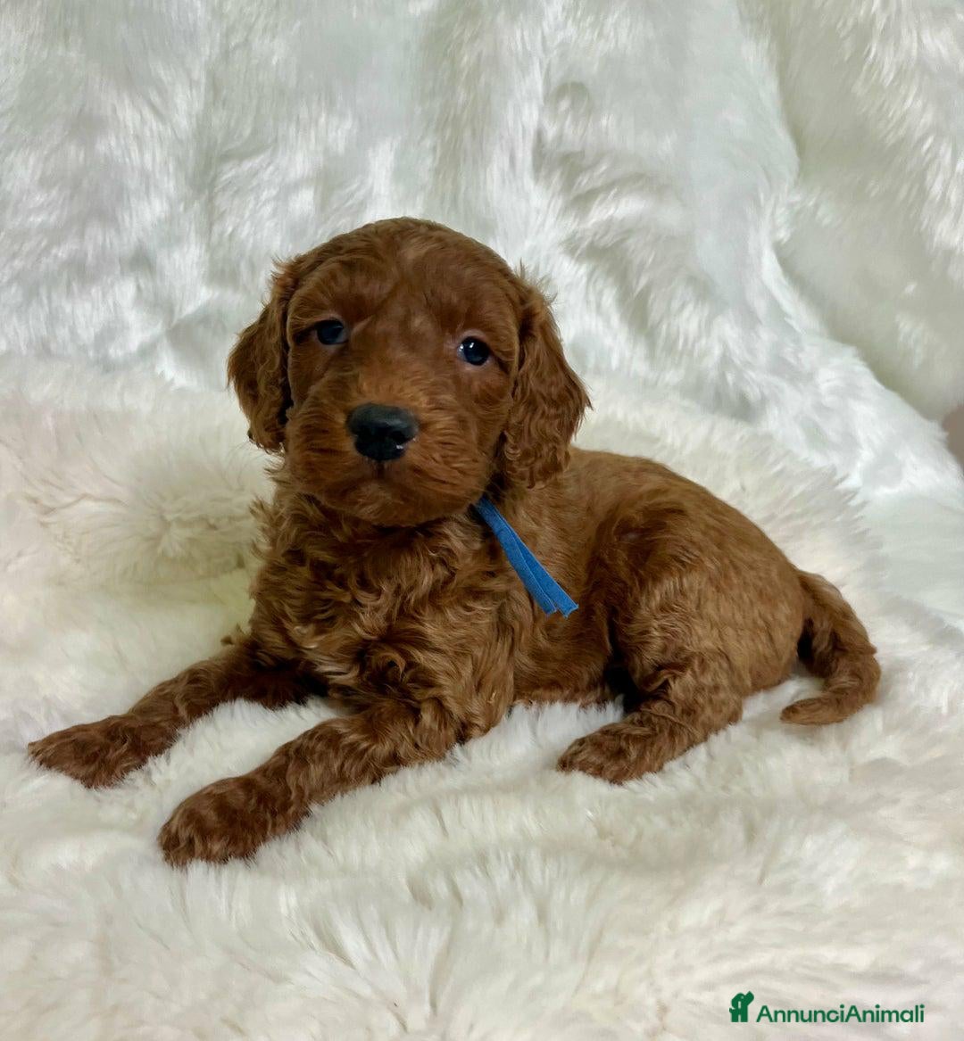 Golden Retriever cani in vendita: Australian Golden DoubleDoodle - Annuncio 3