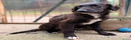 Setter Inglese cani in regalo: ADOTTA IL BELLISSIMO YUKI a Città Metropolitana di Bologna - Annuncio 7