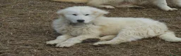 Pastore Maremmano cani in vendita: Spettacolari cuccioli di Pastore Abruzzese  - Annuncio 17