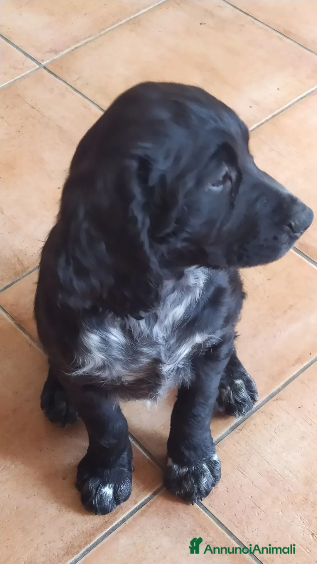 Meticcio cani in vendita: Cani da cerca e riporto  a Città metropolitana di Messina - Annuncio 3