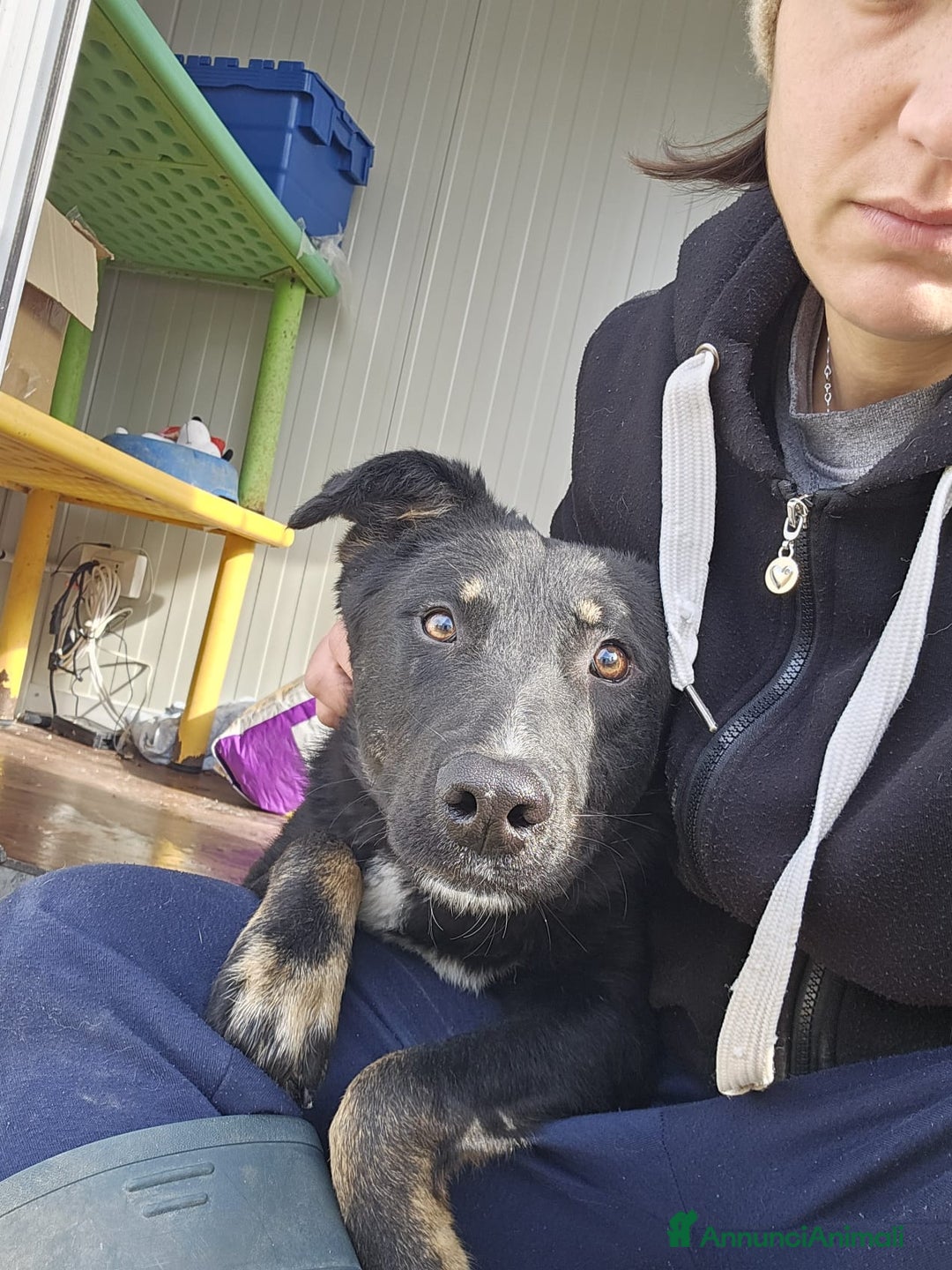 Meticcio cani in regalo: Luigi: timido, docile, socievole  a Città Metropolitana di Genova - Immagine 10