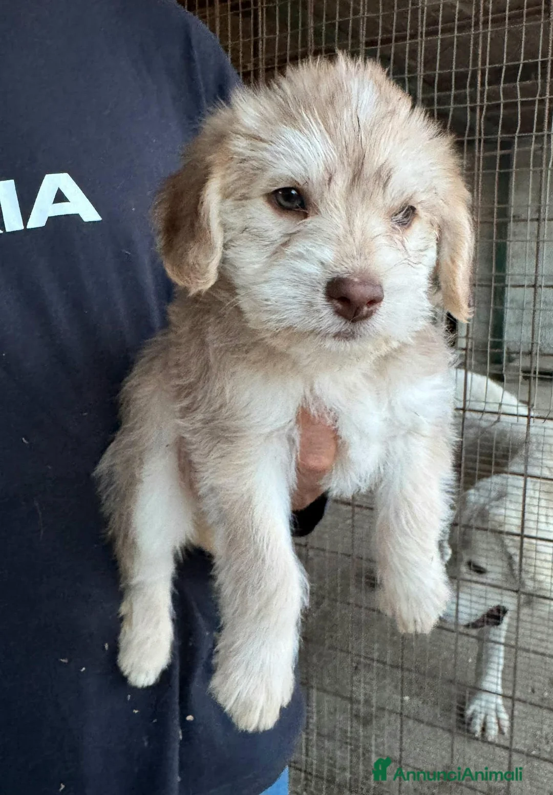 Meticcio cani in regalo: Tatiana 2 mesi mix lagotto - Annuncio 4
