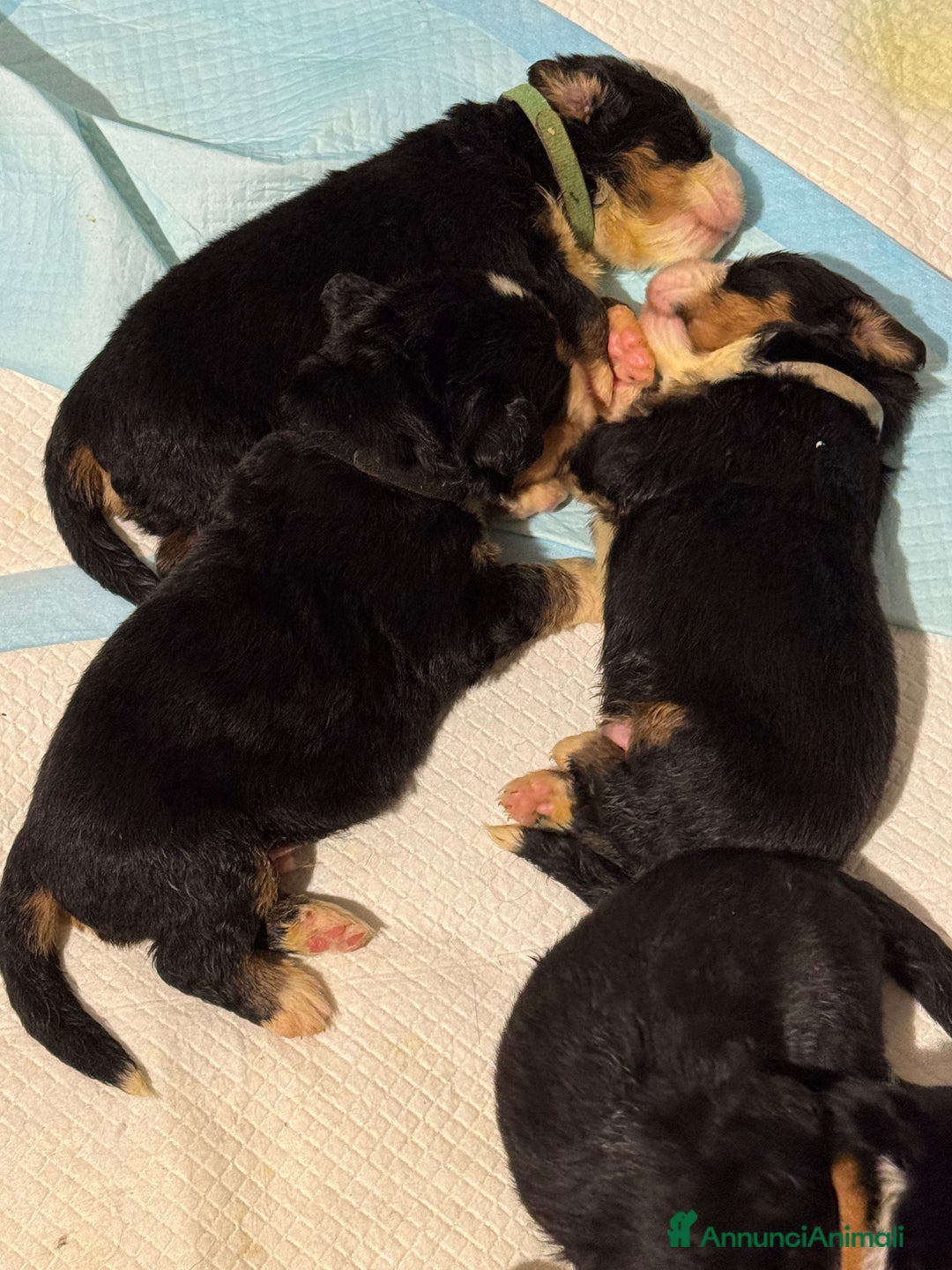 Bovaro del Bernese cani in vendita: Bovaro del Bernese cuccioli  a Provincia di Parma - Immagine 4