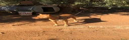 Pitbull cani in regalo: Pitbull femmina 2anni e 1/2 salvata da fame,sete.. - Annuncio 9
