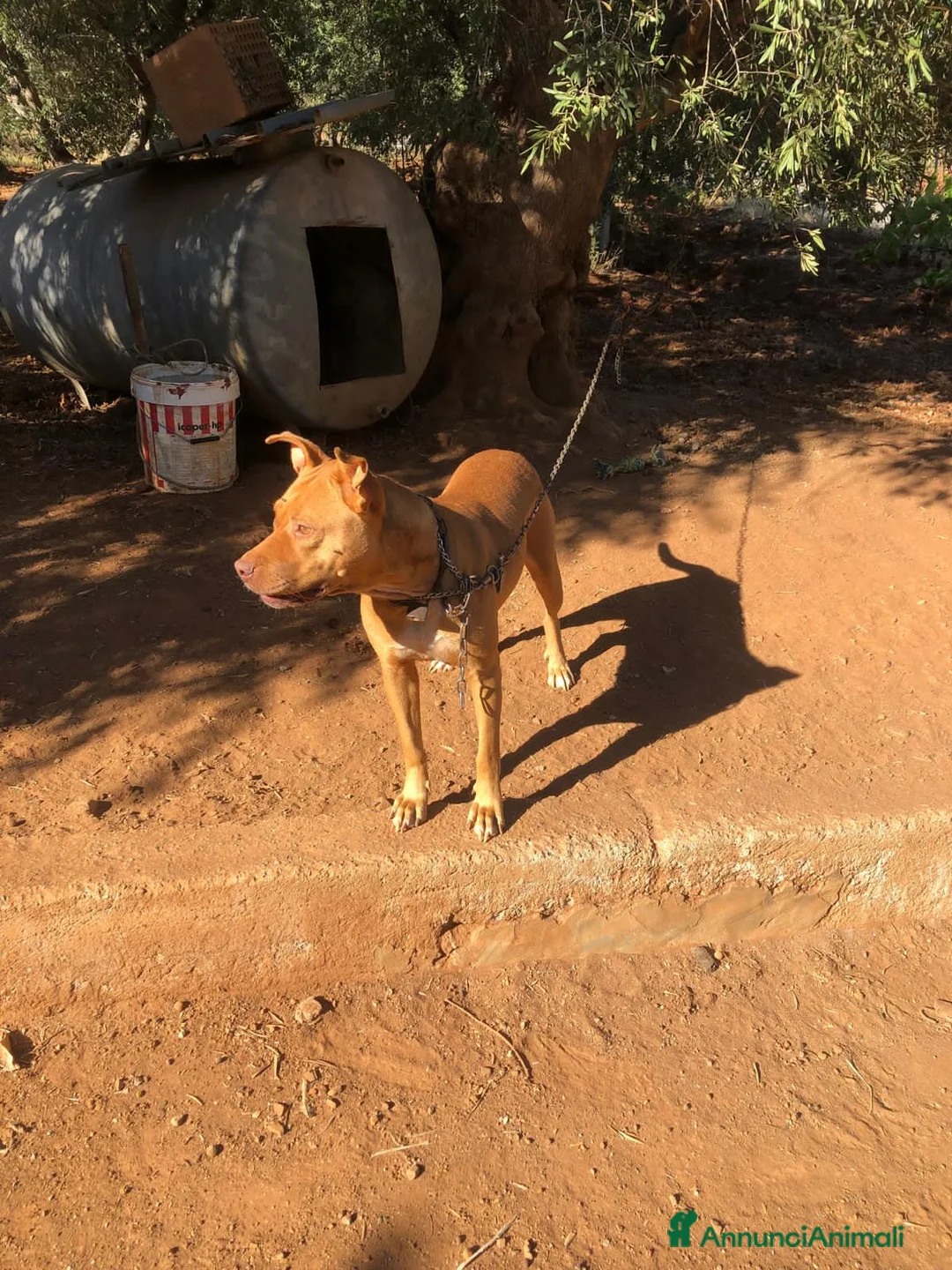 Pitbull cani in regalo: Pitbull femmina 2anni e 1/2 salvata da fame,sete.. - Annuncio 9