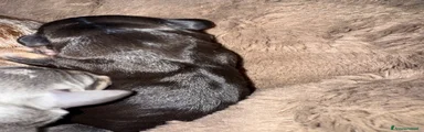 Bassotto 1
