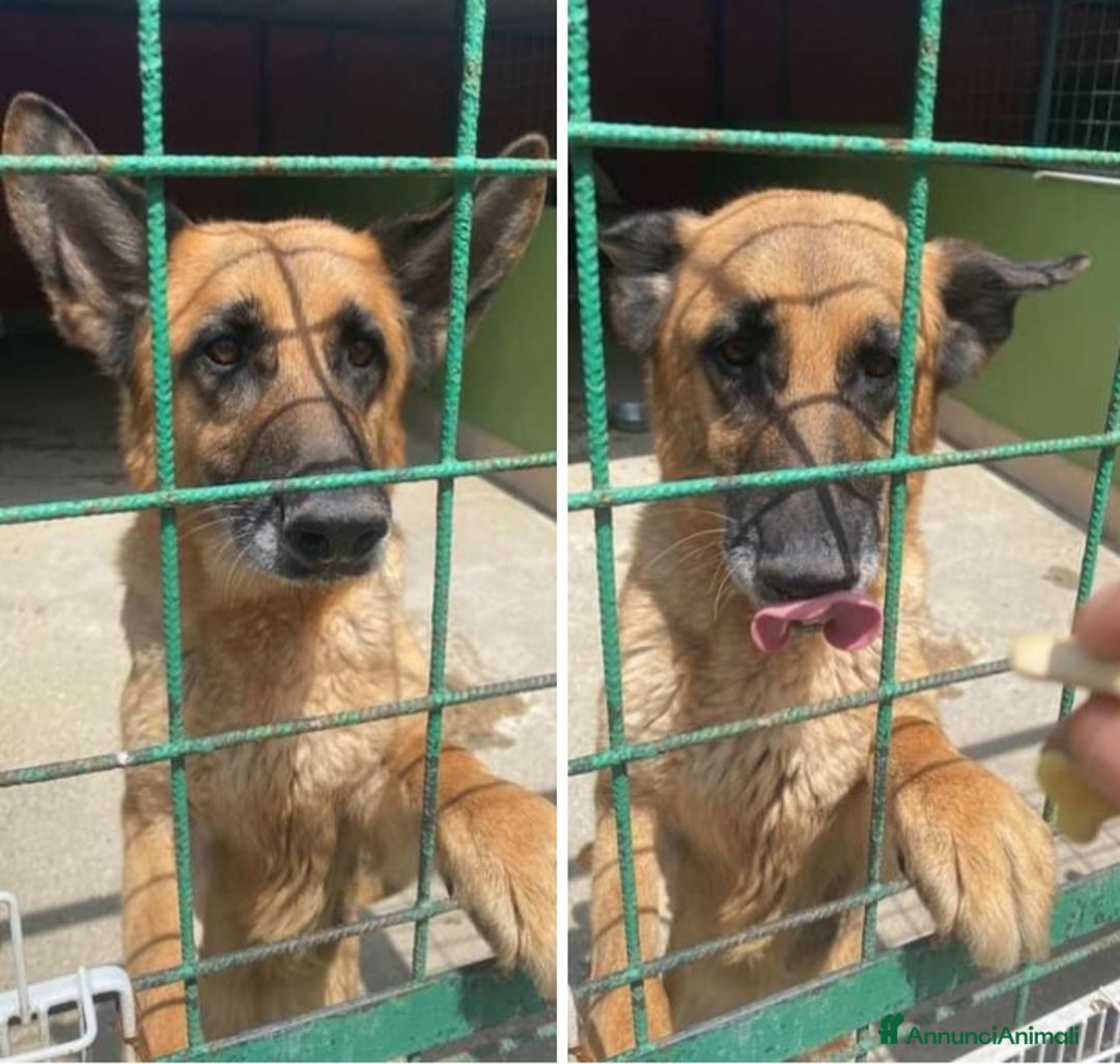 Meticcio cani in regalo: Pastorina 7anni salvata stremata in strada..NAPOLI a Città metropolitana di Milano - Annuncio 1