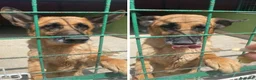 Meticcio cani in regalo: Pastorina 7anni salvata stremata in strada..NAPOLI a Città metropolitana di Milano - Annuncio 1