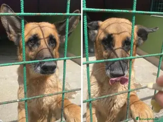 Meticcio cani Pastorina 7anni salvata stremata in strada..NAPOLI - Annuncio 28